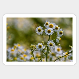 English Wild Flowers - Chamomile Sticker